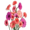 Gerbera Daisy Cluster Others 500x375