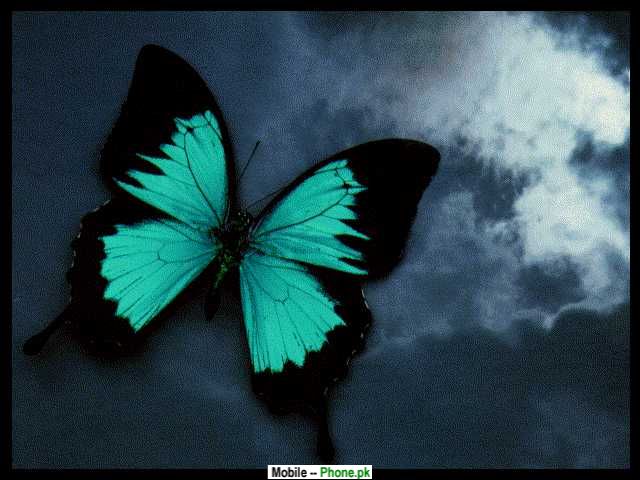 Green & Black Butterfly T-Mobile 640x480