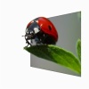 ladybug on Leaf 320x240 320x240