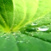 leaf at water Nature 360x640