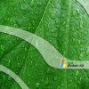 Leaf Windows Vista T-Mobile 640x480