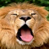 Lion King Animals 320x480