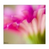 pink lily flower Nature 360x640