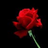 Singal Red Rose T-Mobile 640x480