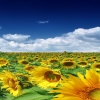 sunflower field picture Nature 360x640