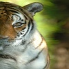 Tiger face Picture Animals 360x640