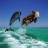 water horse jump Animals 176x220