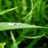 water in green leaf HD 360x640