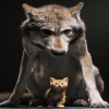 Wolf With Cat Others 320x480