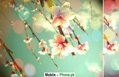 spring_flower_others_mobile_wallpaper.png