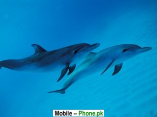 two_dolphins_320x240_mobile_wallpaper.jpg