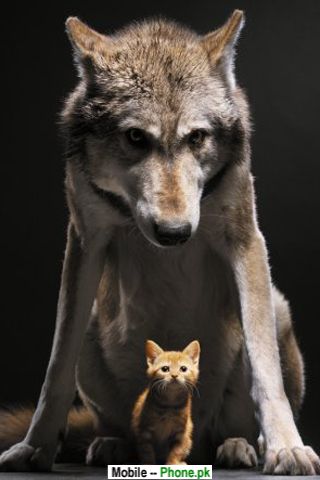 wolf_with_cat_others_mobile_wallpaper.jpg