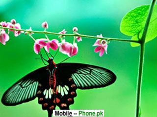 butterfly_on_rose_320x240_mobile_wallpaper.jpg