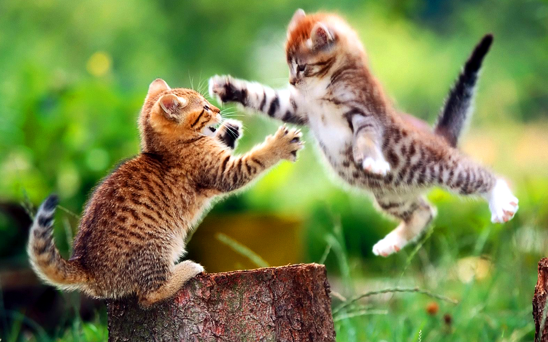 cat_fighting_animals_mobile_wallpaper.jpg