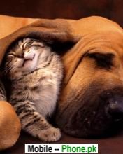 cat_sleep_in_towel_animals_mobile_wallpaper.jpg