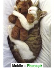 cat_sleep_with_bear_animals_mobile_wallpaper.jpg