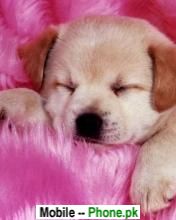 cute_puppy_sleeping_animals_mobile_wallpaper.jpg