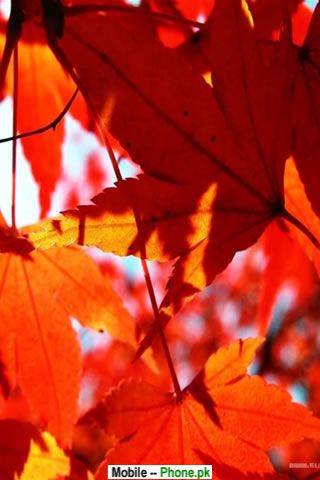 fall_leaf_nature_mobile_wallpaper.jpg