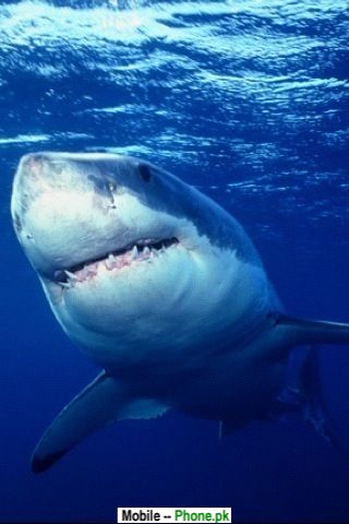 great_white_shark_animals_mobile_wallpaper.jpg