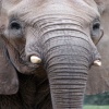 African Elephant Animals 320x480