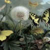animated butterfly wallpapers Nature 176x220