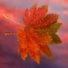 Autumn Maple Leaf Others 400x300