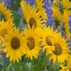 Balsamroot and Lupine Others 400x300