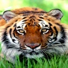 bengal tiger Animals 320x480
