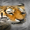 bengal tiger face Animals 360x640