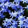 blue flower background pics Nature 176x220