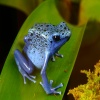 Blue Frog T-Mobile 640x480