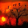 Botswana Sunset Others 400x300