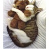 Cat Sleep with bear Animals 176x220