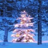 christmas tree picture HD 360x640