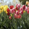 Colorful Tulips Others 400x300