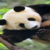 cute baby panda pics Animals 360x640