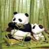 cute baby panda picture Animals 176x220