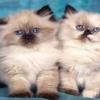 cute cat couple Picture Animals 176x220