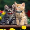 cute cat couples Animals 176x220