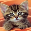 cute cats and kittens Animals 320x480