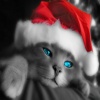 Cute Christmas Cat T-Mobile 640x480