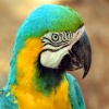 Cute Parrot T-Mobile 640x480