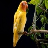 Cute Yellow Parrot Others 400x300