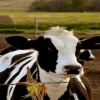 dairy calf Animals 320x480