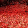 fall leaves falling Nature 320x480
