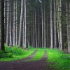 forest road Nature 320x480