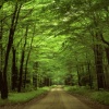 forest road picture Nature 360x640