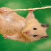 Funny Mouse Animals 320x480
