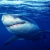 great white shark Animals 320x480