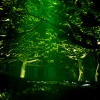 Green Forest 3D Graphics 320x480